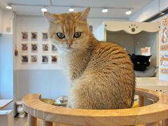 -有喵·猫咖·狗咖·40+猫狗有小奶狗(岗厦店)