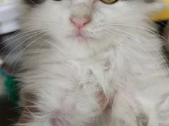 -萌兽医馆·犬猫专科·眼科中心·宠物医院(朝阳门分院)