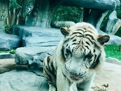 -北京野生动物园