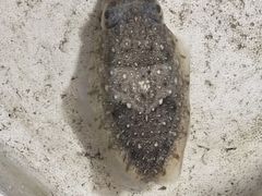 -霞涌市场海鲜摆卖区