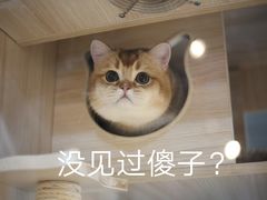 -PETKIT 小佩宠物·低压洗护·美容·寄养(安远店)