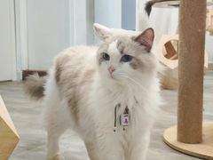 -楼上猫咖(罗湖店)