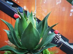 -魏斯理汉堡(西安沣东吾悦店)