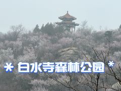 -白水寺森林公园
