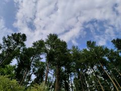 -塞罕坝国家级自然保护区