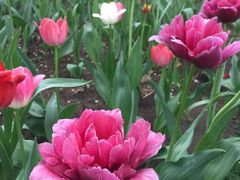 -长春公园(普阳街道)