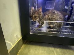 -PETKIT小佩宠物(古北店)