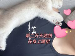 -小猫来了·猫舍(红山六九七九店)