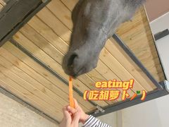 -李振强马术运动推广中心(南城店)