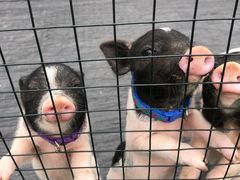 -前小桔亲子创意农场·草莓采摘·露营烧烤