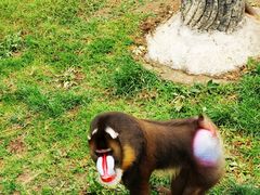 -大连森林动物园