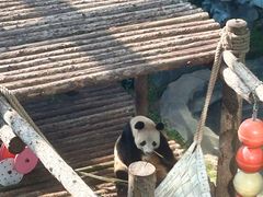 -大连森林动物园