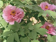 -国家植物园南园