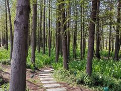 -上海长兴岛郊野公园