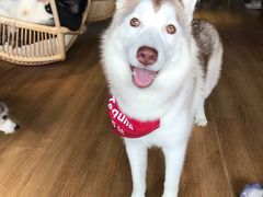 -Husky Go! 哈士奇体验馆·宠物咖啡厅狗咖