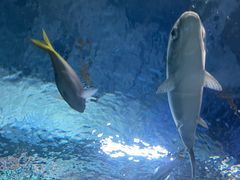 -上海海洋水族馆