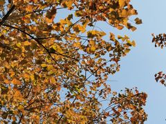 -羚羊峡古栈道森林公园