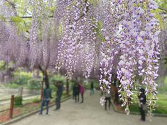 -嘉定紫藤园