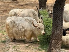 -石家庄市动物园