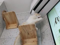 -喵园·猫主题咖啡厅·撸猫·猫咖(国贸店)