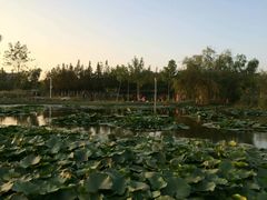 -前关湿地公园