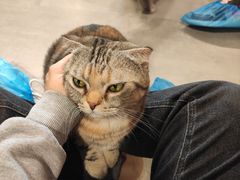 -猫儿山۰猫主题餐厅