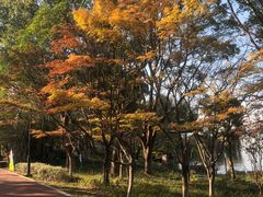 -金鸡湖桃花岛