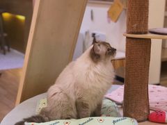 -滚猫咖啡·猫咖·猫友好撸猫(未来城店)