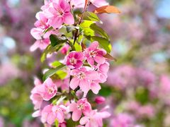 -长白岛森林公园