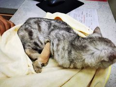 -瑞鹏宠物医院·微创内窥镜·骨外科·牙科(翠竹分院)