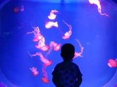 -芜湖新华联大白鲸海洋公园