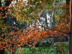 -上海共青森林公园