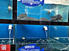 -鱼尚鲜草帽蒸汽鱼(乳山振华商厦店)