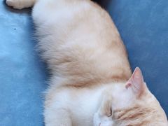 -遇见羊驼·奶狗咖·布偶猫咖·法斗柯基柴犬阿拉斯加(春熙路太古里IFS店)