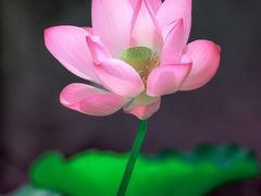 -陶然亭公园