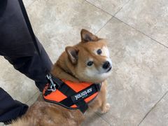 -美联众合动物医院·24h转诊中心