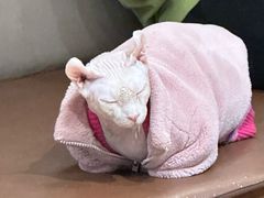 -MOCHA明星猫咖(田子坊店)