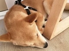 -浣熊柯尔鸭土拨鼠·电玩咖