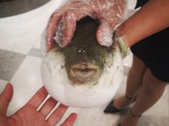 -鲐赏河豚(长寿店)