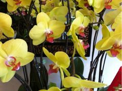 -静岸花卉园艺(三星坊店)