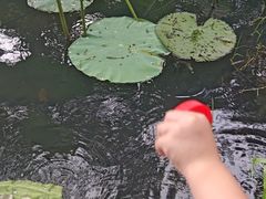 -惠州西湖风景名胜区-丰渚园