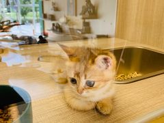 -飞行喵MR PILOT|猫舍·猫咖(静安大融城店)