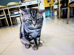 -平行世界·猫咖(首经贸店)