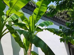 -上海醉白池公园