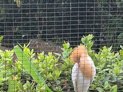 -吉隆坡雀鸟公园