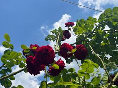 -紫颐香薰山谷景区