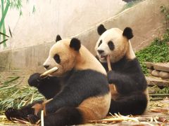 -中国大熊猫保护研究中心雅安碧峰峡基地