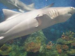 -泉州海丝野生动物世界