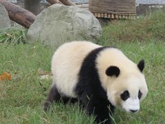-都江堰中华大熊猫苑