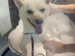 -PETKIT小佩宠物·低压洗护(国顺东路店)